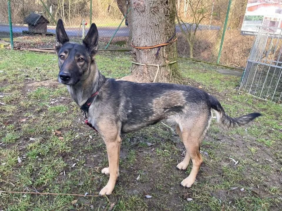 Rory,  4yo mixed breed for adoption at Útulek Zlín-Vršava, 763 14 Zlín-Zlín 12