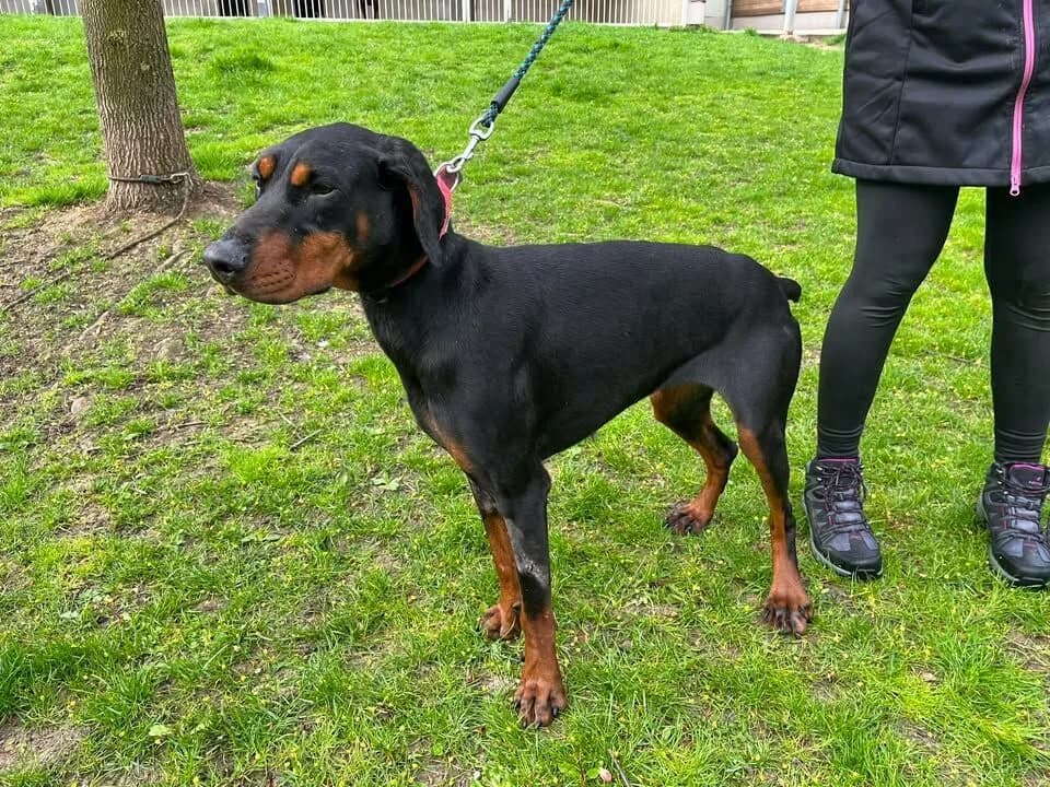 Samara, female 3yo mixed breed for adoption at Útulek Zlín-Vršava, 763 14 Zlín-Zlín 12
