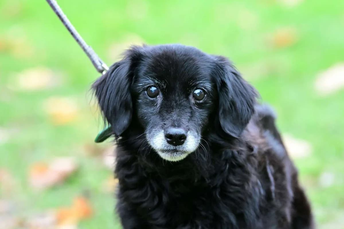 Sára, female senior mixed breed for adoption at Útulek Zlín-Vršava, 763 14 Zlín-Zlín 12