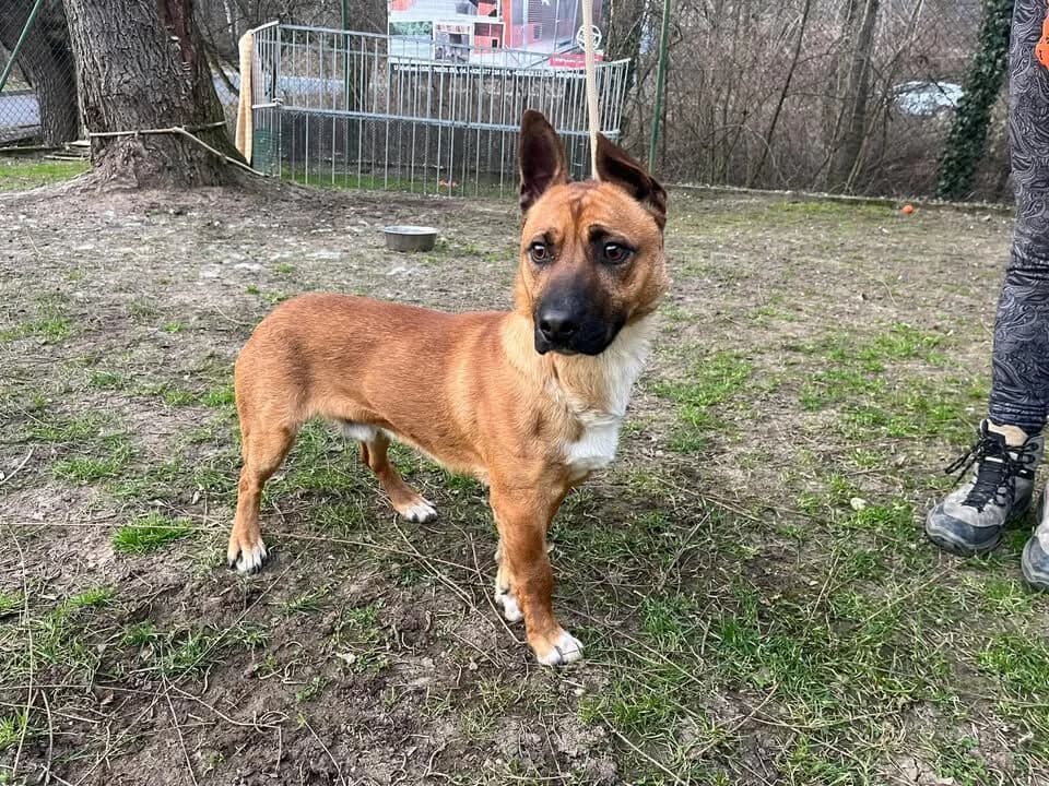 Tedy, male 3yo mixed breed for adoption at Útulek Zlín-Vršava, 763 14 Zlín-Zlín 12