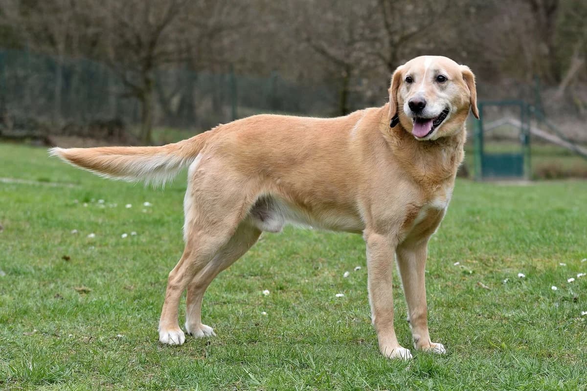 Timmy, male senior Labrador Retriever for adoption at Útulek Zlín-Vršava, 763 14 Zlín-Zlín 12