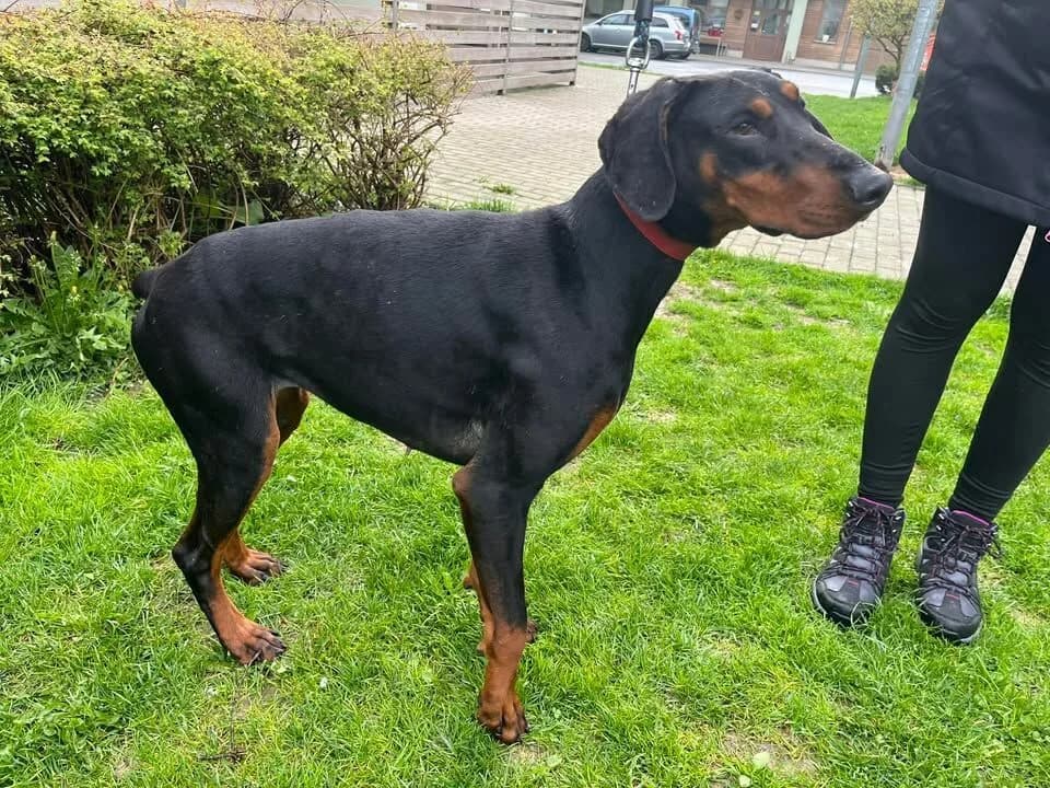 Trinity, female 3yo mixed breed for adoption at Útulek Zlín-Vršava, 763 14 Zlín-Zlín 12