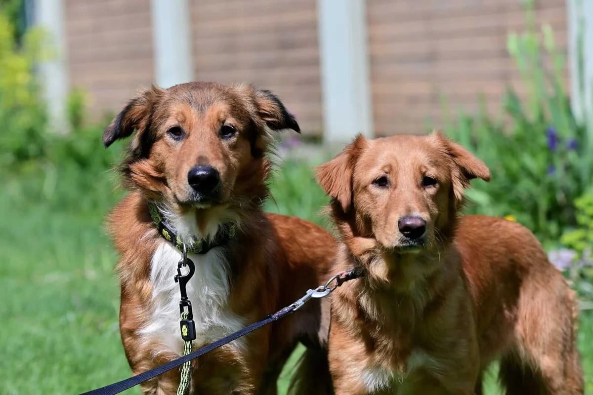 Vendy a Vinca, female young mixed breed for adoption at Útulek Zlín-Vršava, Zlín-Zlín 12