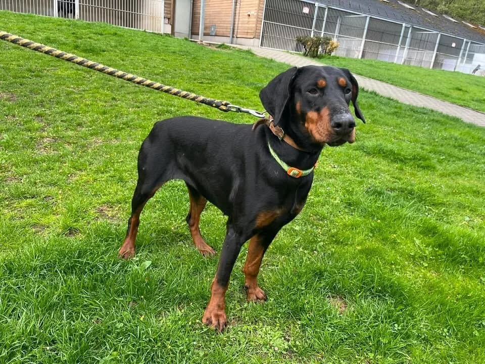 Zefira, female mixed breed for adoption at Útulek Zlín-Vršava