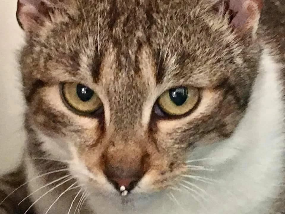 Amanda, female 5yo Mixed Breed for adoption at Útulek Tibet