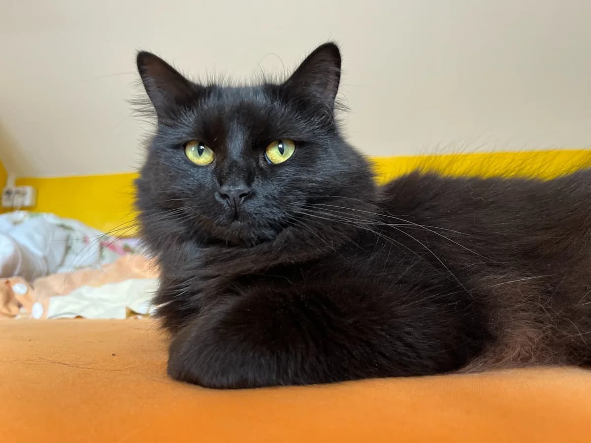 Bela, female Mixed Breed for adoption at Útulek Tibet