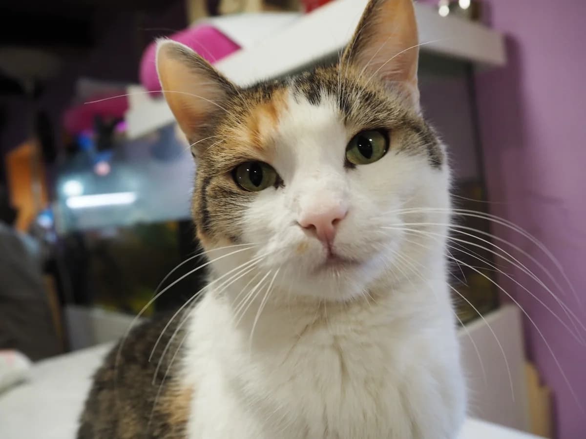 Emily, female Mixed Breed for adoption at Útulek Tibet
