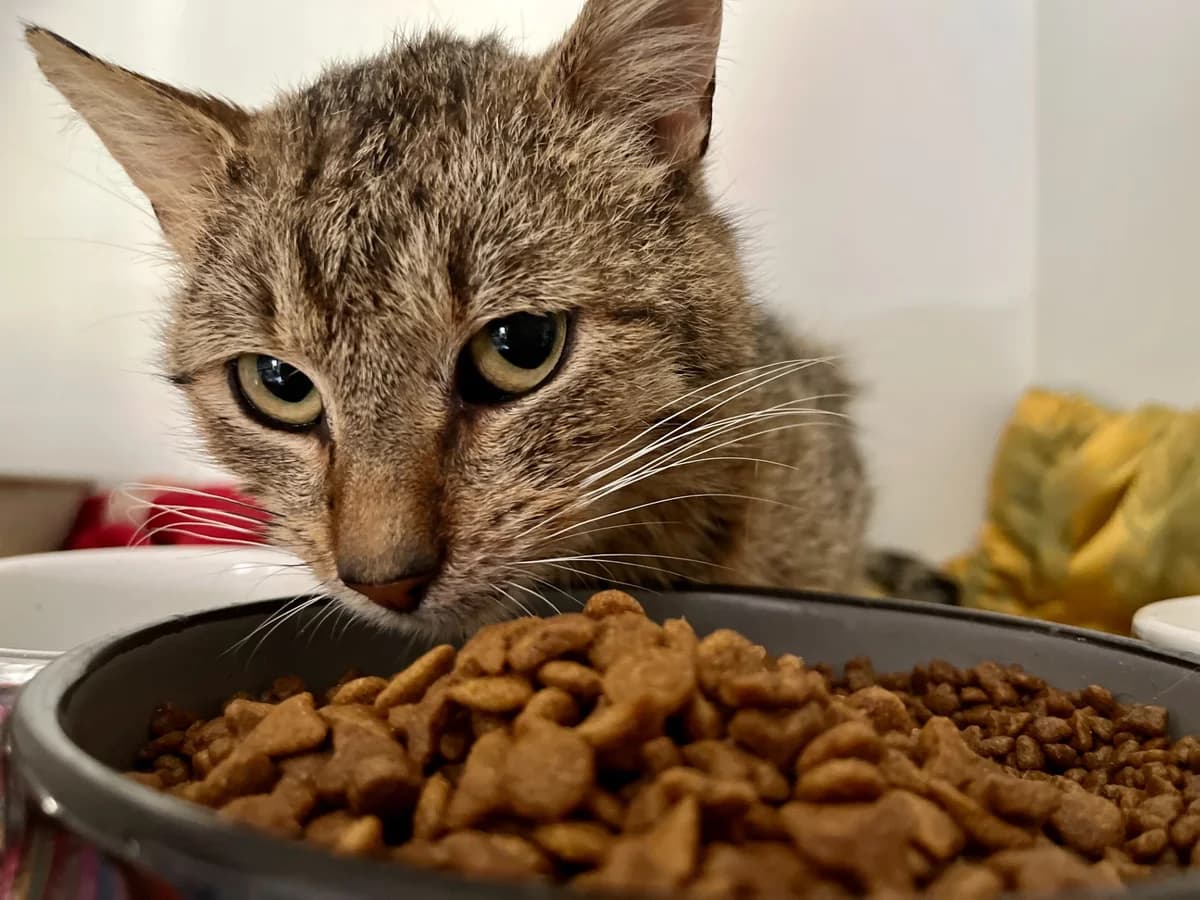 Franta,  3yo Mixed Breed for adoption at Útulek Tibet