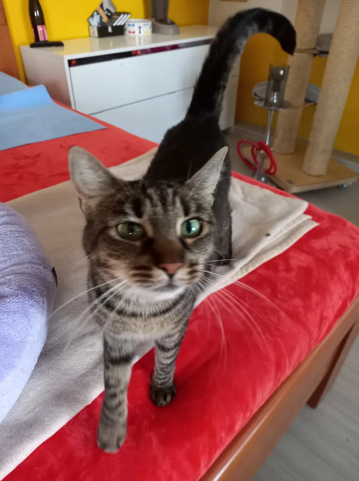 Gabra, female 5yo Mixed Breed for adoption at Útulek Tibet