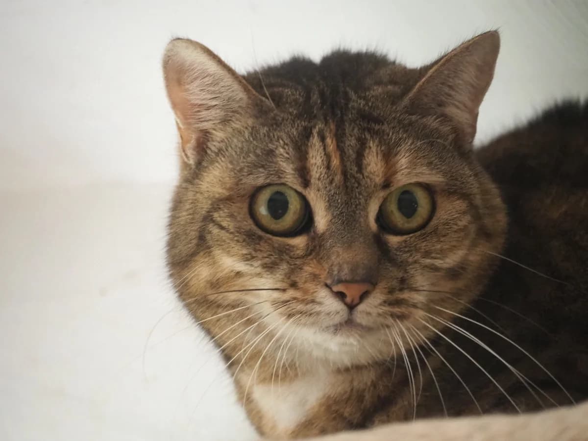 Kukynka, female senior Mixed Breed for adoption at Útulek Tibet