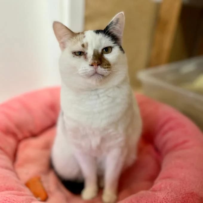 Marfuška, female Mixed Breed for adoption at Útulek Tibet