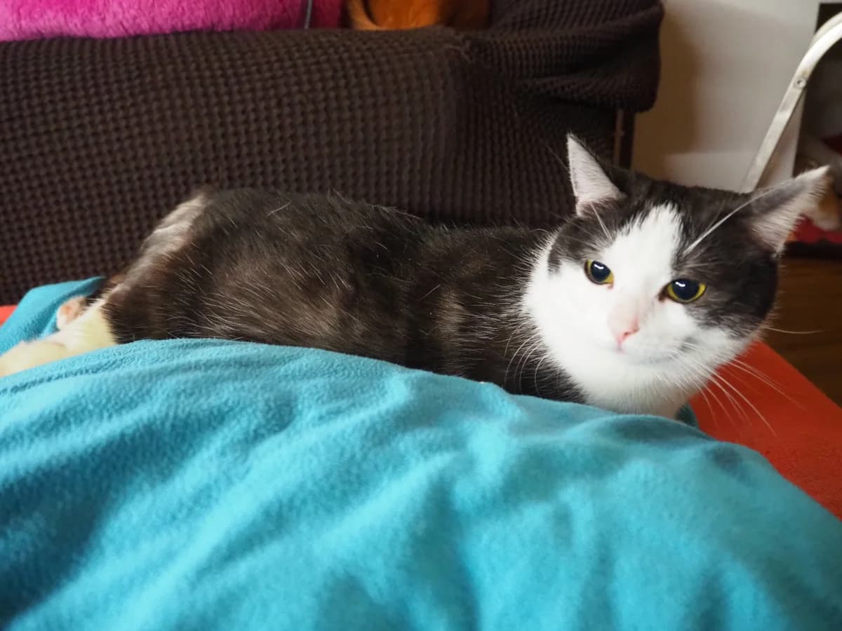Nala, female Mixed Breed for adoption at Útulek Tibet