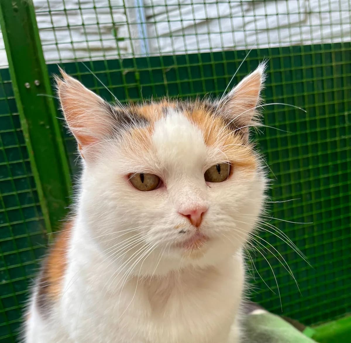 Zuzanka,  senior Mixed Breed for adoption at Útulek Tibet