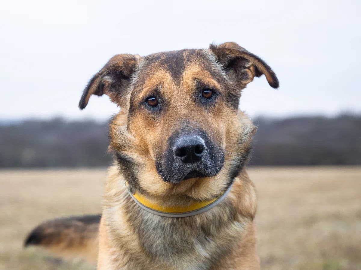 Adoptuj si Bata, male 6yo mixed breed for adoption at Voříškov