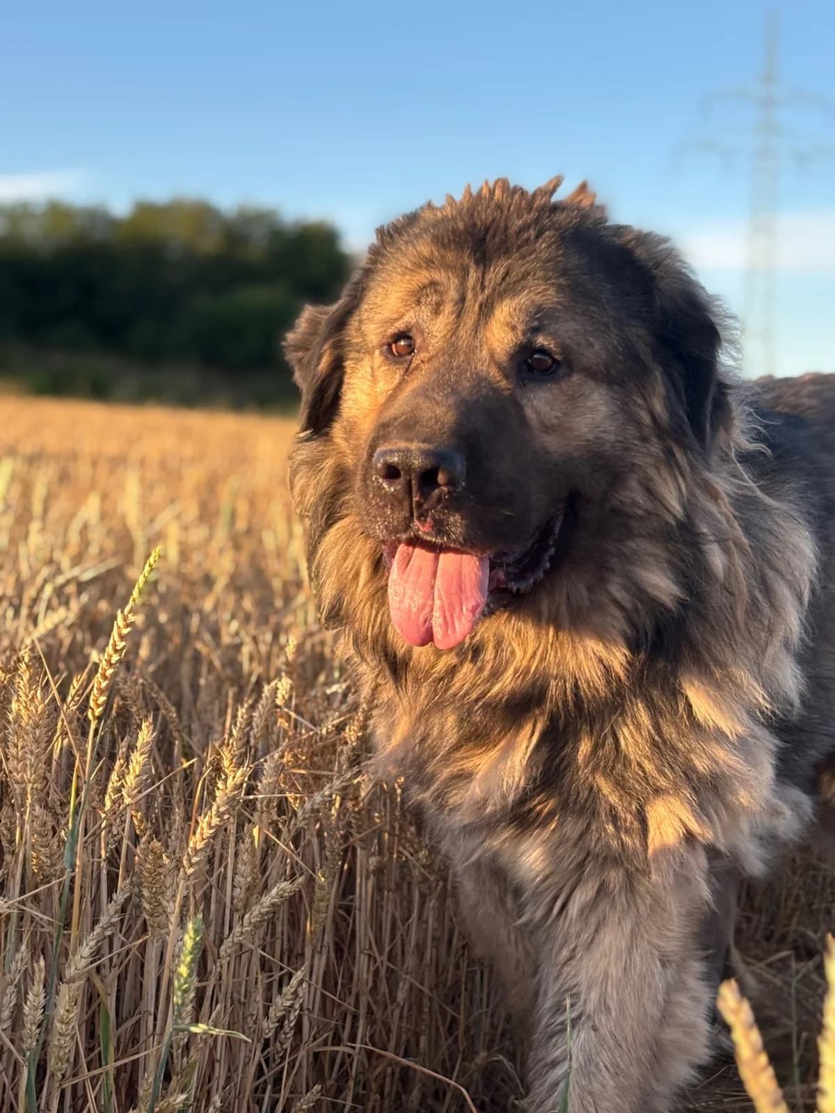 Adoptuj si Huga, male 5yo mixed breed for adoption at Voříškov