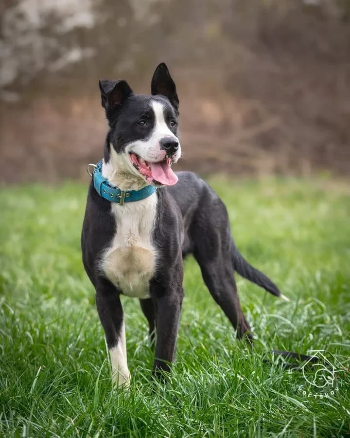 Adoptuj si Macha, male 3yo mixed breed for adoption at Voříškov