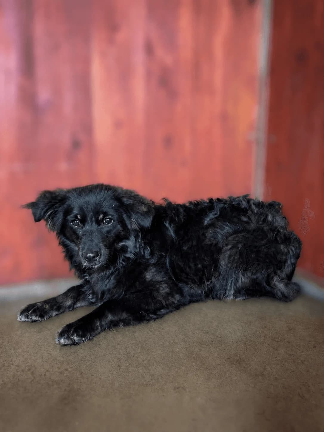 Adoptuj si Piškota,  senior mixed breed for adoption at Voříškov