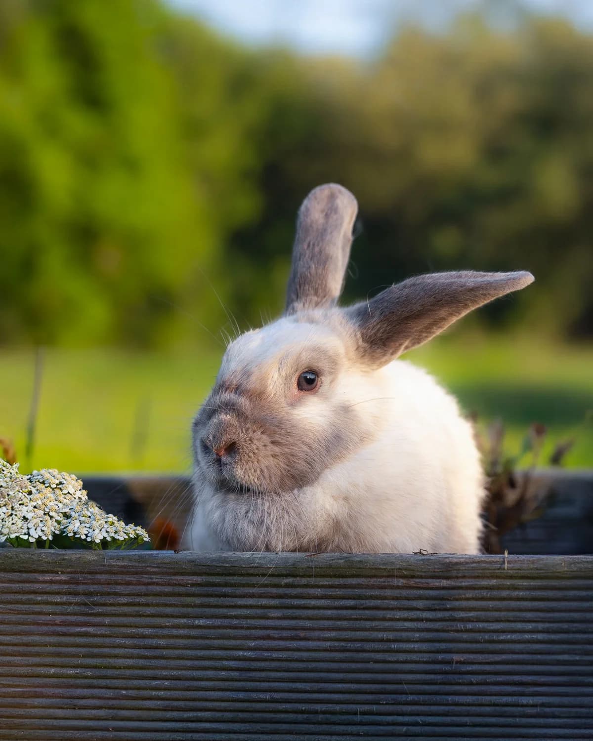 Adoptuj si Arlettku,  mixed breed for adoption at Voříškov