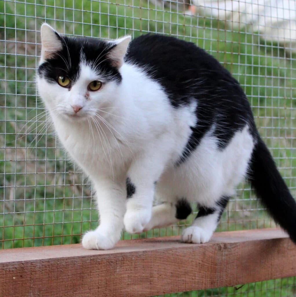 Sašenka, female 7yo Mixed Breed for adoption at Zatoulané štěstí
