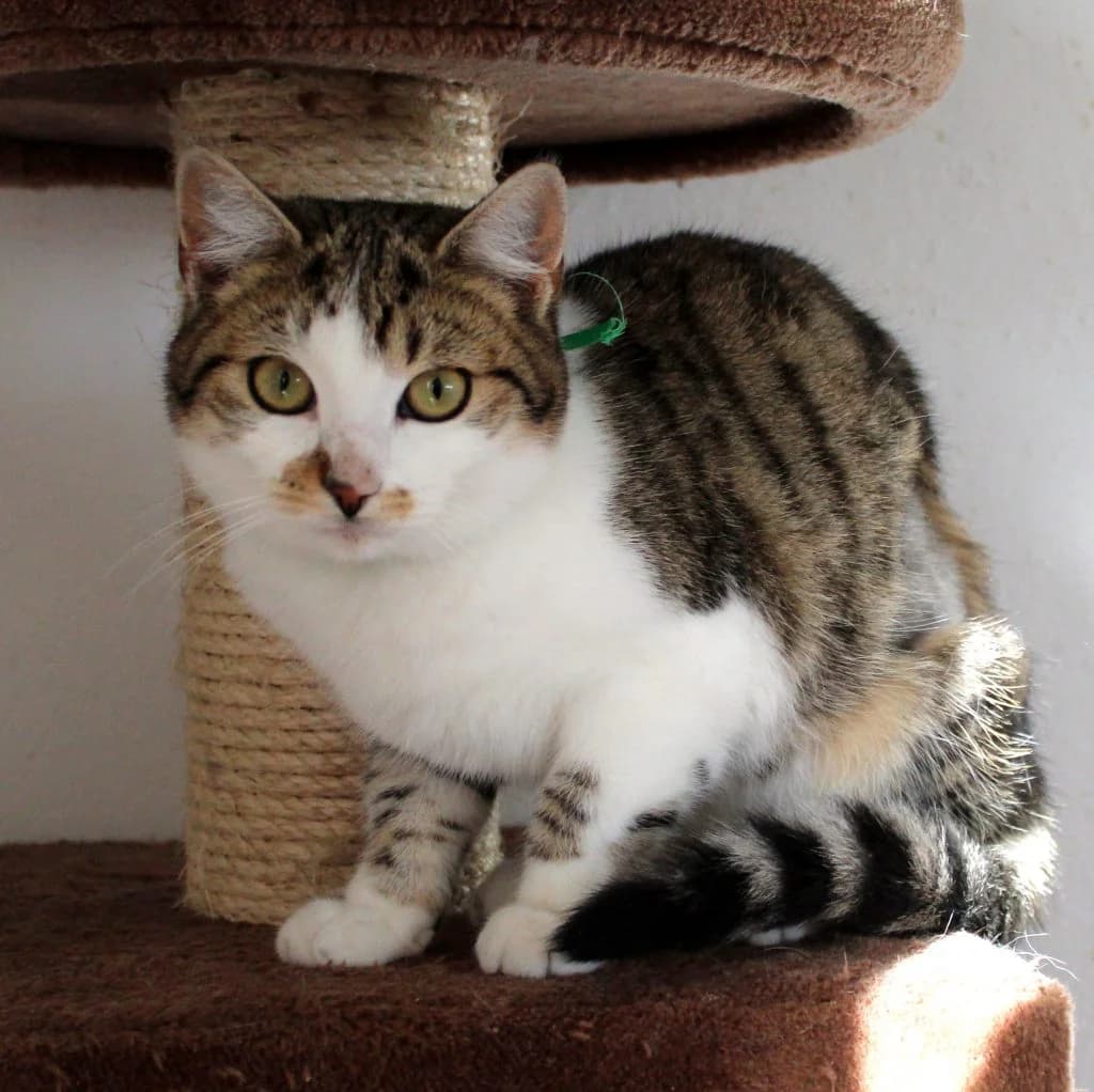 Sue, female 6yo Mixed Breed for adoption at Zatoulané štěstí