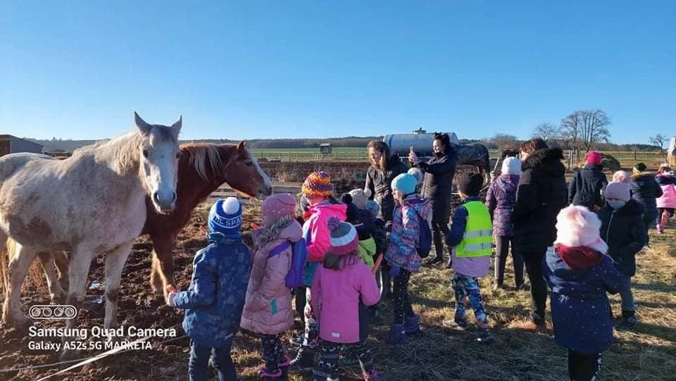 Ben, male Mixed Breed for adoption at Adoptamics