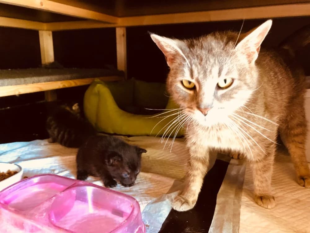 Gila, female Mixed Breed for adoption at Adoptamics