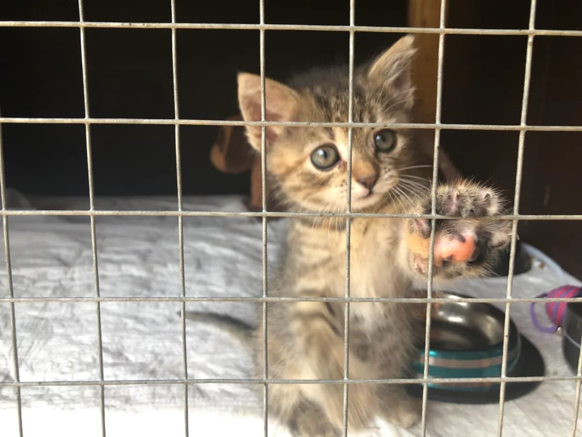 Chloe, female Mixed Breed for adoption at Adoptamics