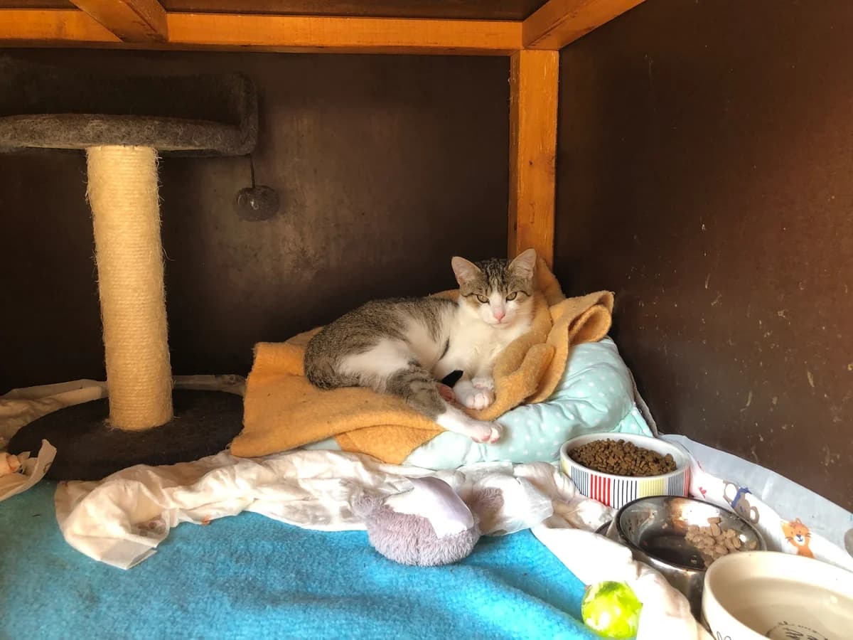 Peach, Mixed Breed (Adoptamics)
