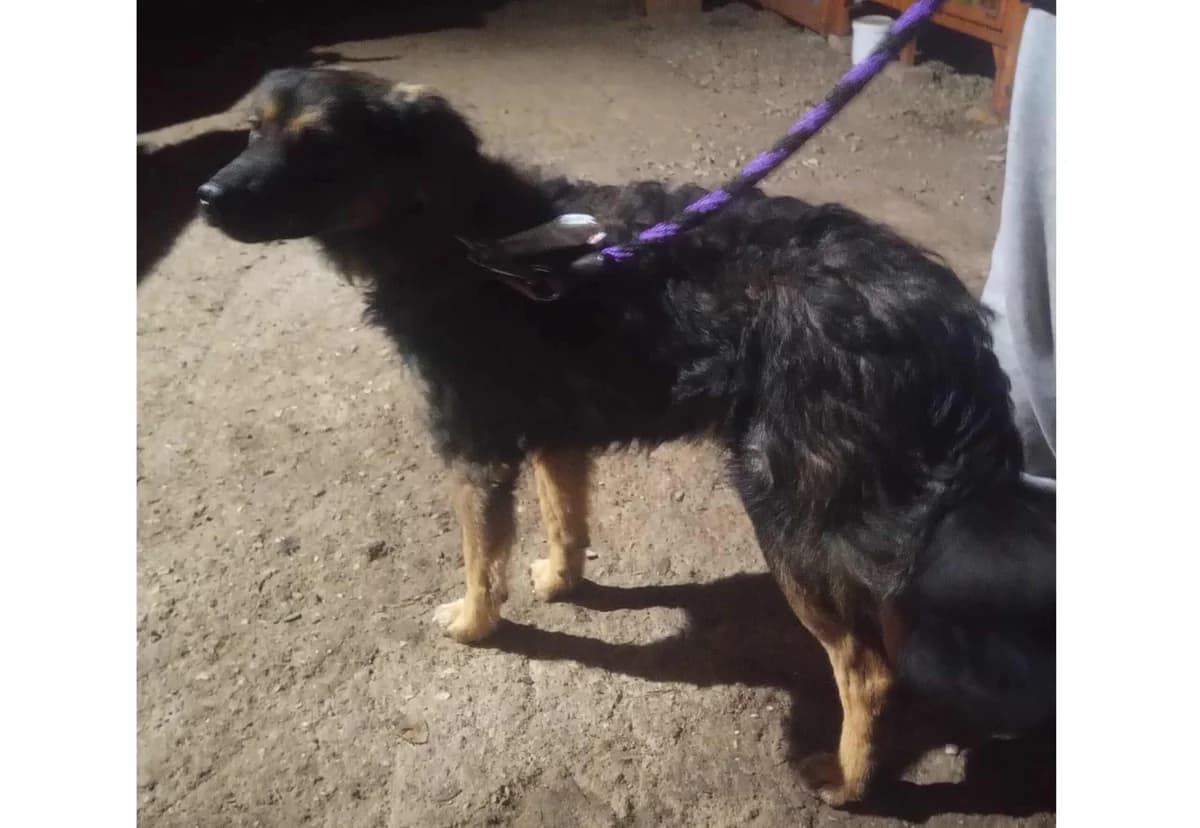 Camada Elda, Mixed Breed (Adoptamics)