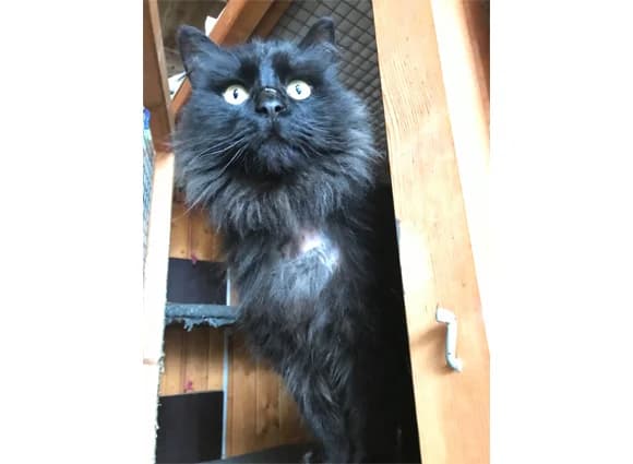 Atenea, Mixed Breed (Adoptamics)