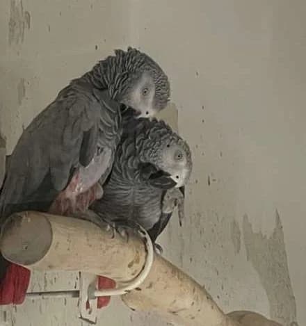 Toska & Darwin photo 2