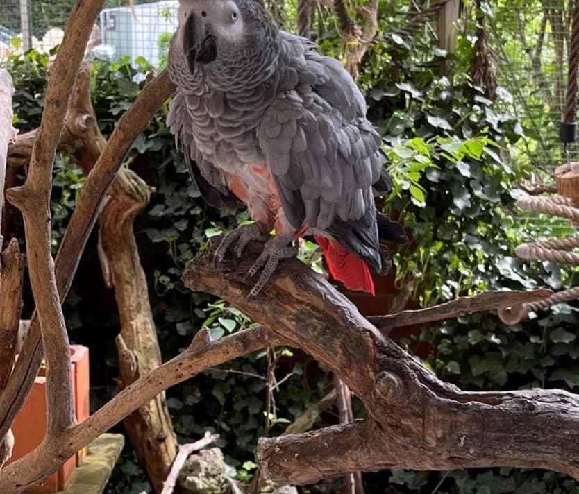 Toska & Darwin photo 3