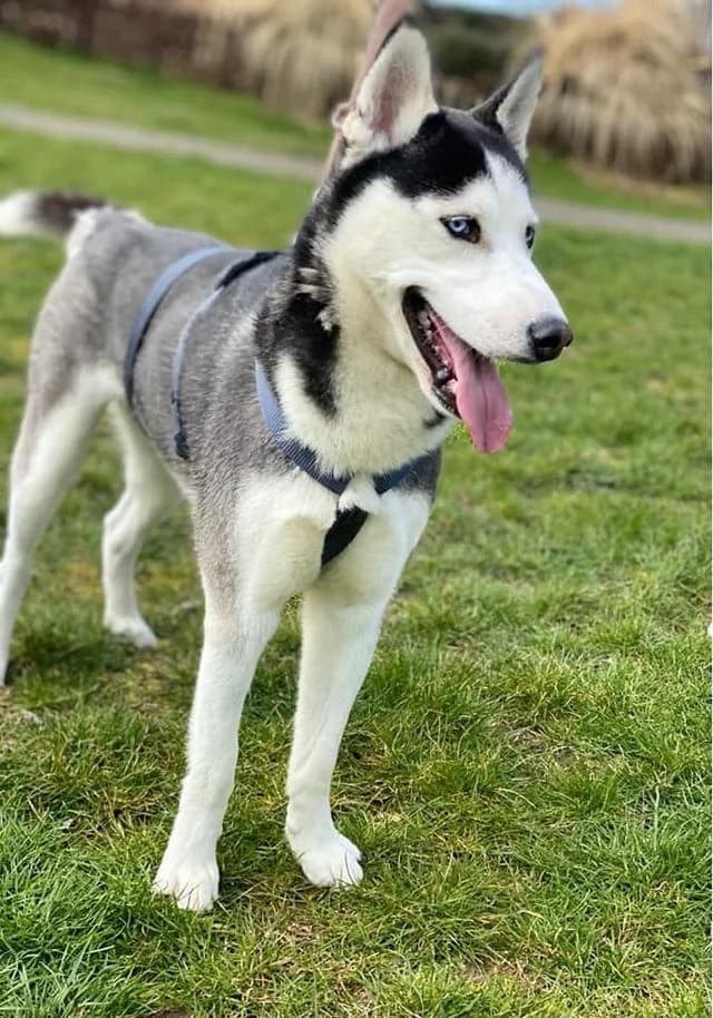 Snow - schöner Husky aus unserem Nori-Projekt photo 2