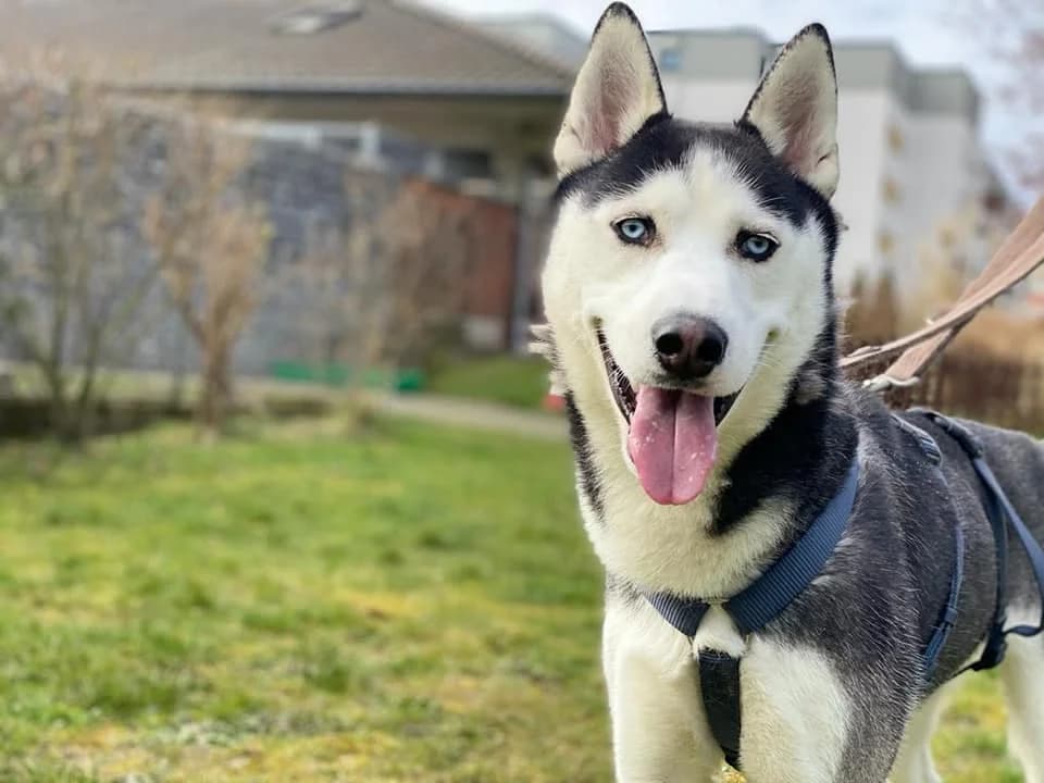 Snow - schöner Husky aus unserem Nori-Projekt photo 3