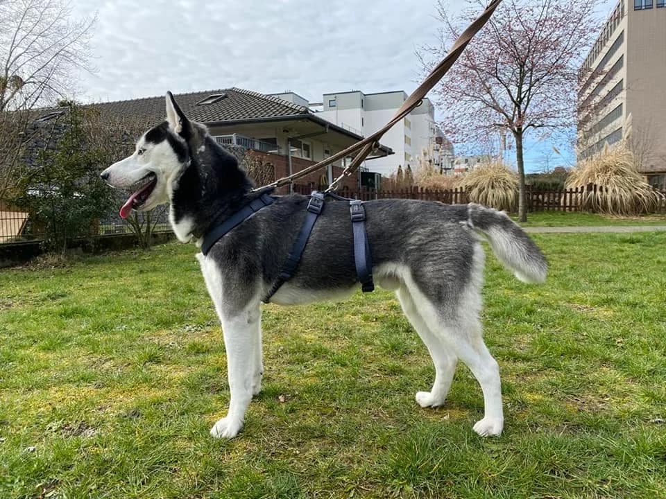 Snow - schöner Husky aus unserem Nori-Projekt photo 4