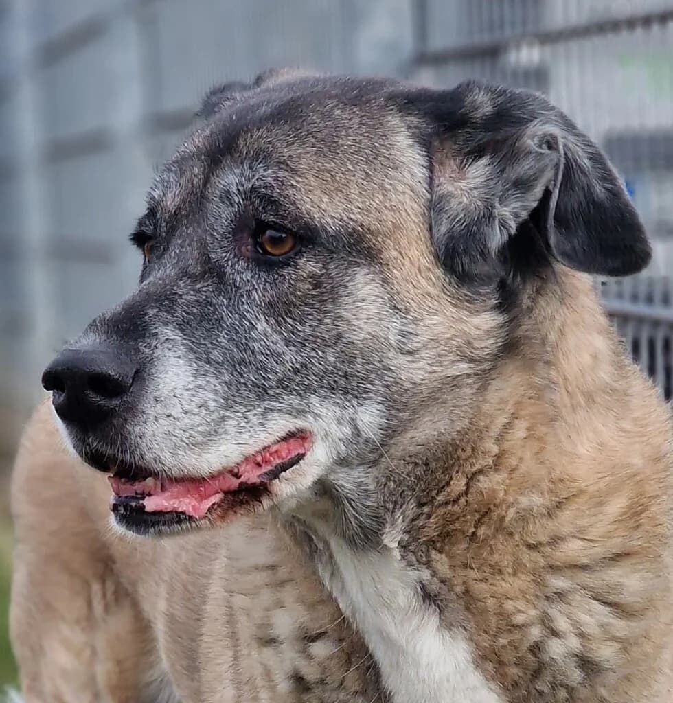 Nala - ältere Lady aus unserem Nori-Projekt, female senior mixed breed for adoption at Tierheim Düsseldorf, Düsseldorf