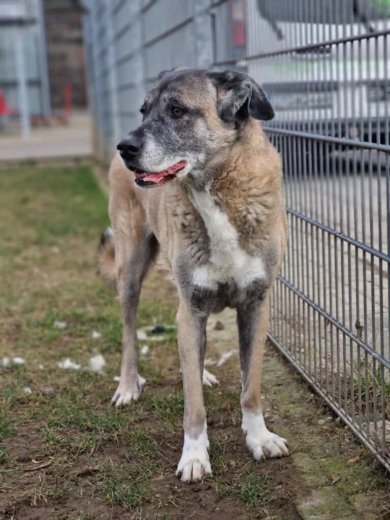 Nala - ältere Lady aus unserem Nori-Projekt photo 2