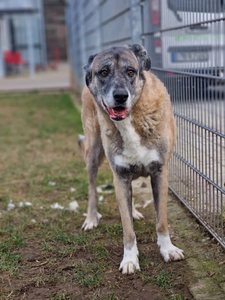 Nala - ältere Lady aus unserem Nori-Projekt photo 3