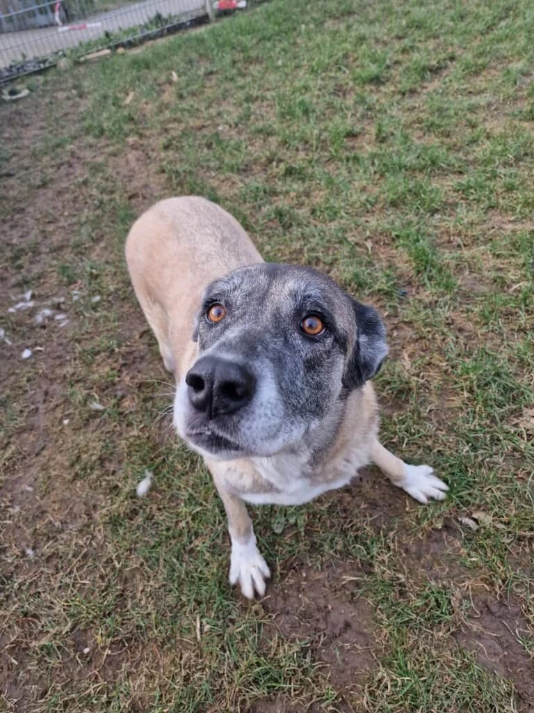 Nala - ältere Lady aus unserem Nori-Projekt photo 4