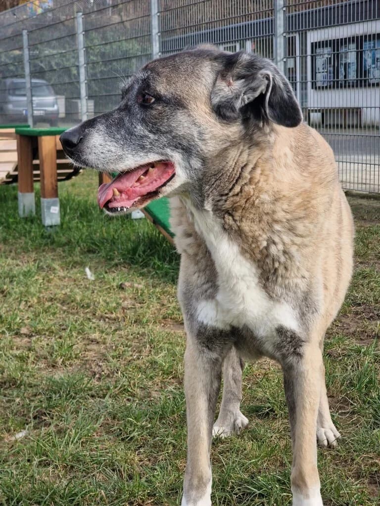 Nala - ältere Lady aus unserem Nori-Projekt photo 5