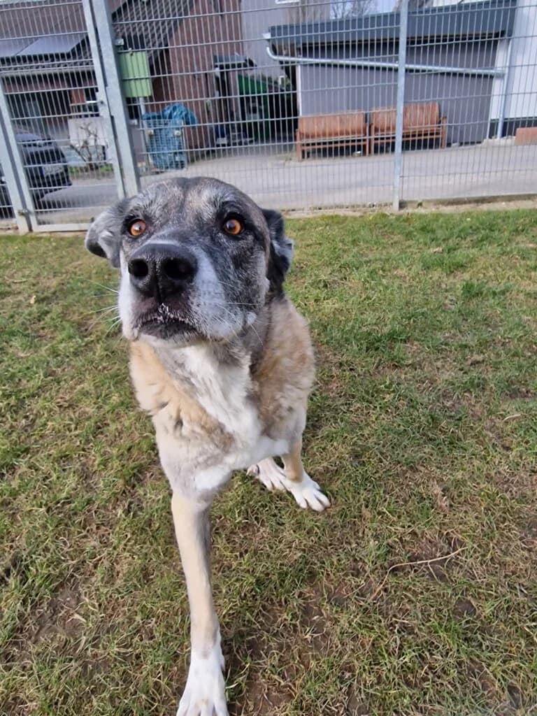 Nala - ältere Lady aus unserem Nori-Projekt photo 6