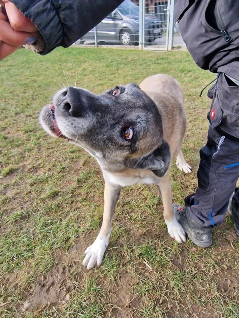 Nala - ältere Lady aus unserem Nori-Projekt photo 7