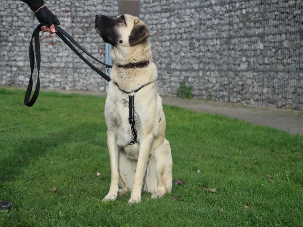 Rani, female 3yo mixed breed for adoption at Tierheim Düsseldorf, Düsseldorf