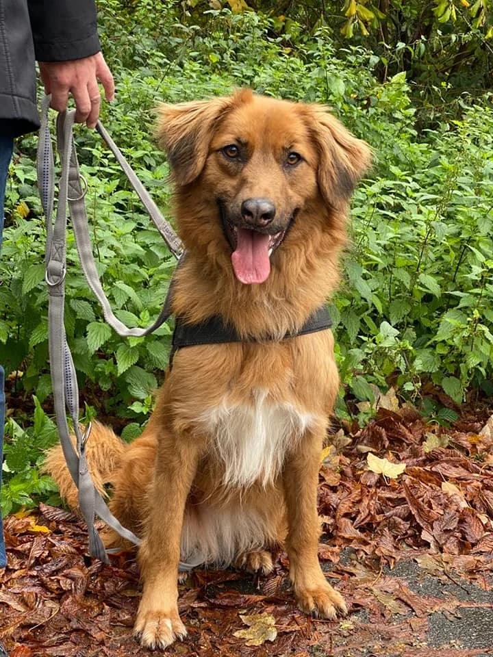 Emma - hübsches "Füchschen" aus unserem Nori-Projekt, female 3yo Harzer Fuchs for adoption at Tierheim Düsseldorf, Düsseldorf