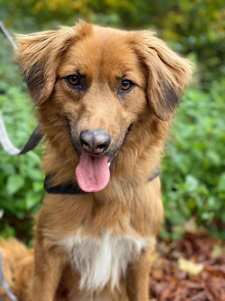 Emma - hübsches "Füchschen" aus unserem Nori-Projekt photo 2