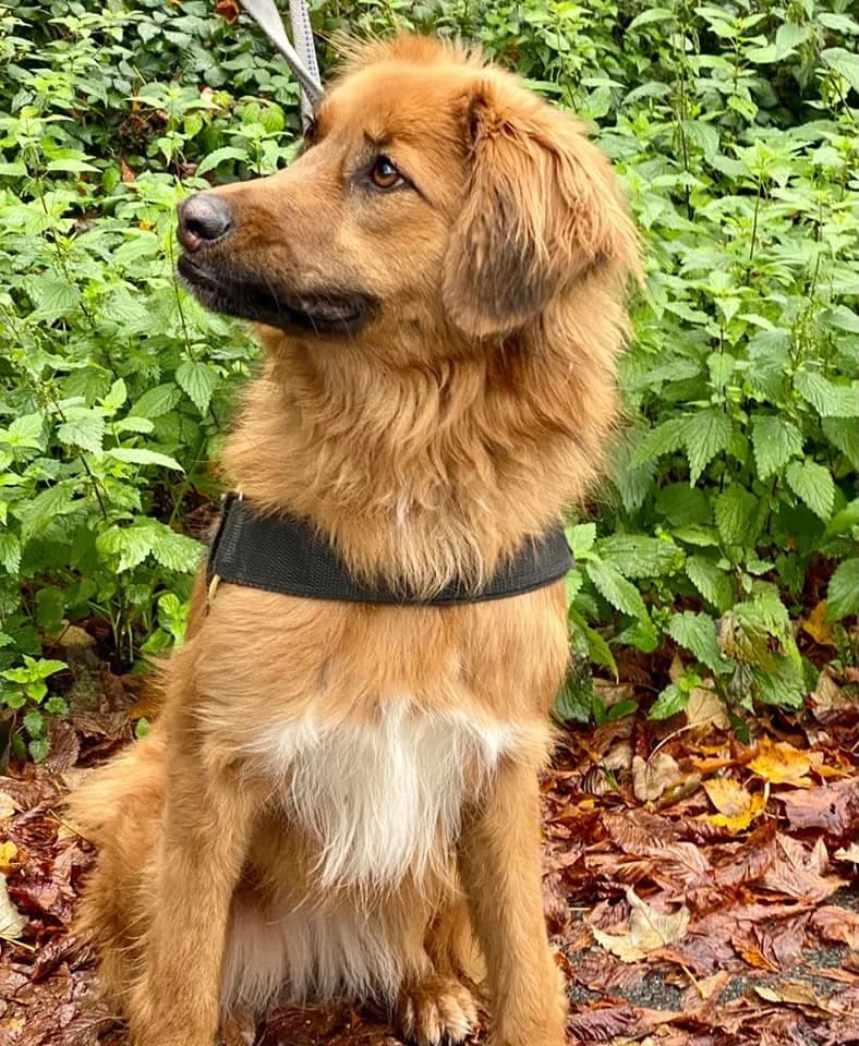 Emma - hübsches "Füchschen" aus unserem Nori-Projekt photo 3