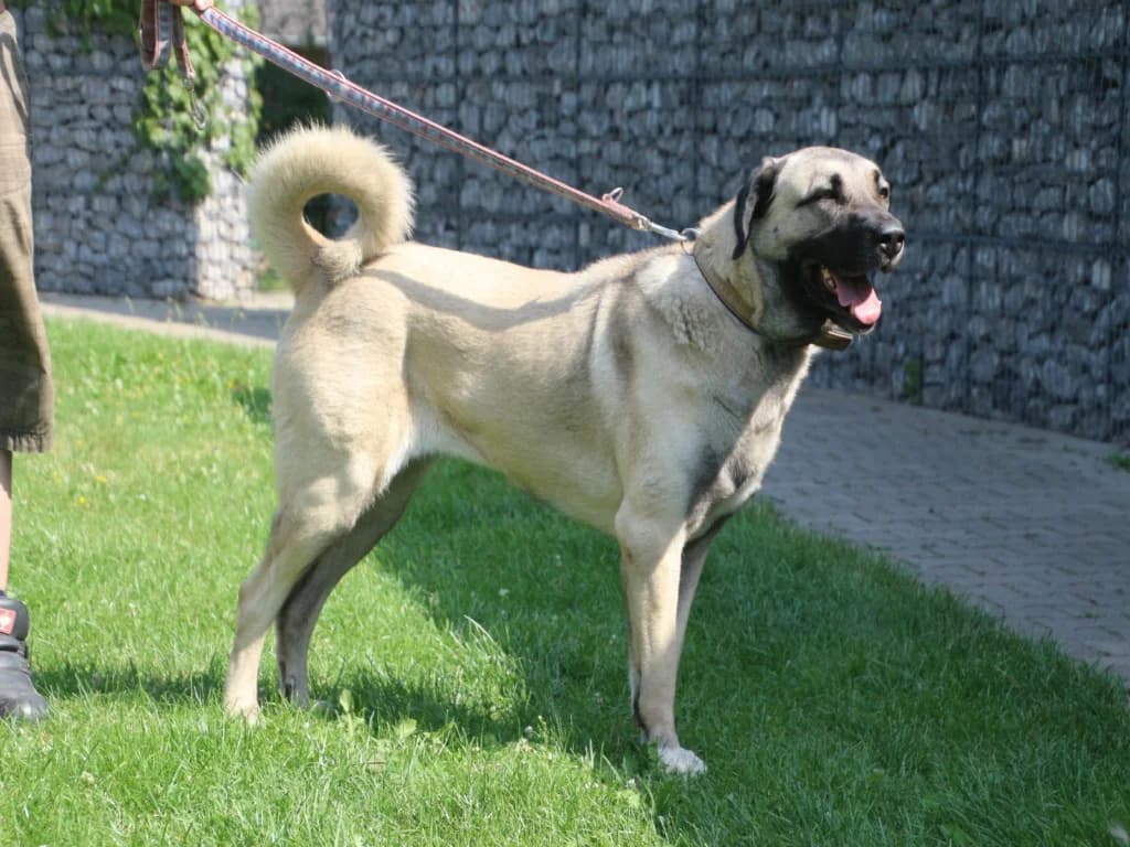 Uschi, female 3yo mixed breed for adoption at Tierheim Düsseldorf, Düsseldorf