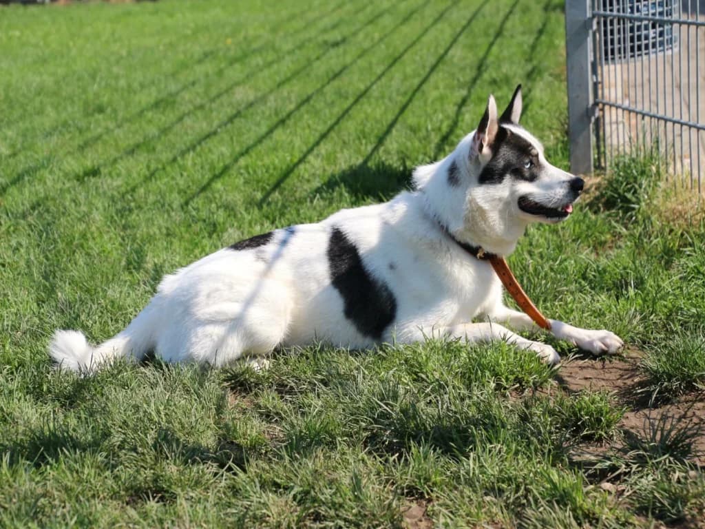 Jake - ruhiger Husky aus unserem, male 3yo Husky for adoption at Tierheim Düsseldorf, Düsseldorf