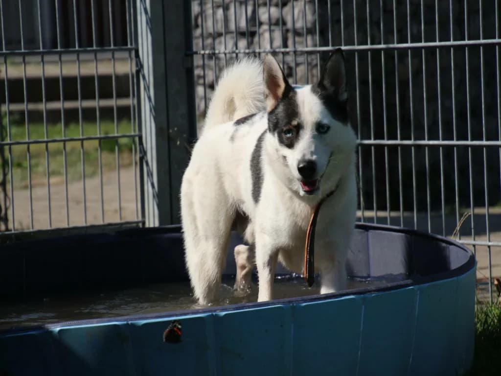 Jake - ruhiger Husky aus unserem Nori-Projekt photo 2