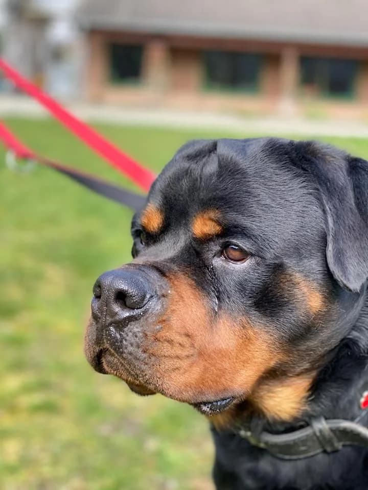 Zoof - imposanter Rottweiler aus unserem, male 3yo Rottweiler for adoption at Tierheim Düsseldorf, Düsseldorf